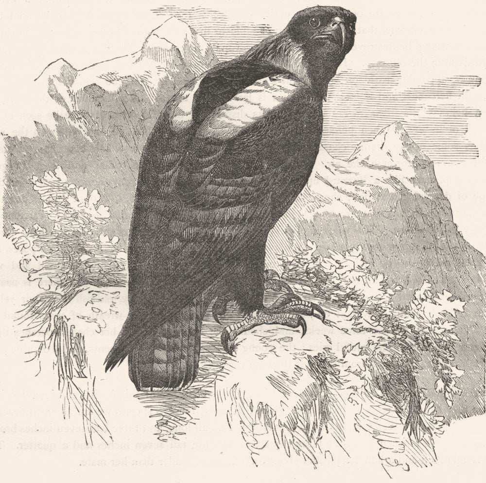 BIRDS. Raptorial. Eagle. Imperial c1870 old antique vintage print picture